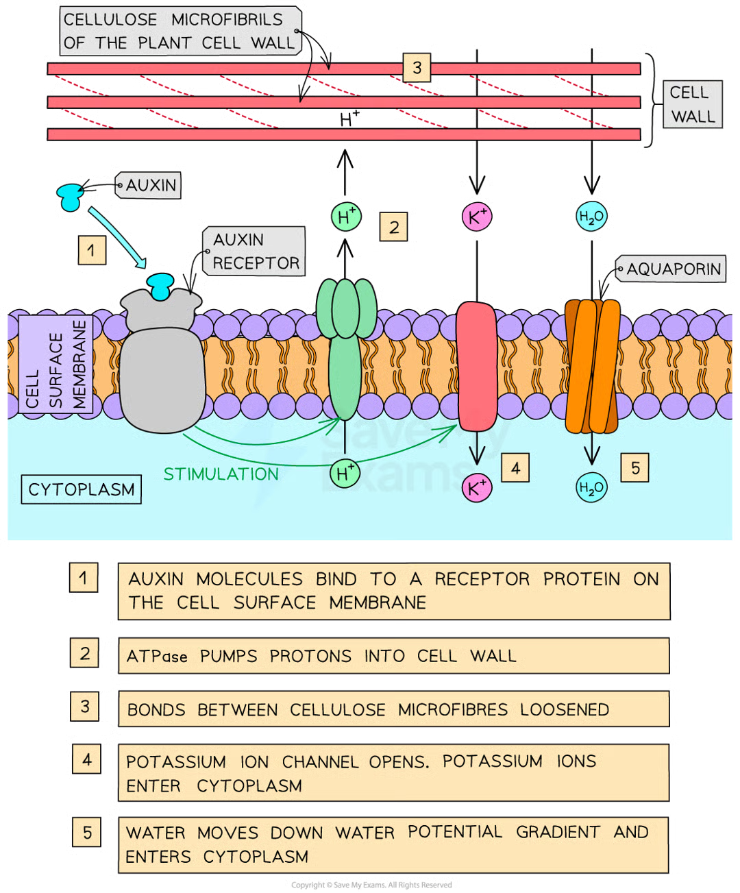 <ul><li><p>auxin molecule bind to receptor protein on csm</p></li><li><p>auxin stimulates atpase proton pumps to pump h+ from cyto to cell wall across csm</p></li><li><p>acidifies cell wall (lowers pH)</p></li><li><p>activates proteins (expansins) which loosen bonds between cellulose microfibs</p></li><li><p>at same time k+ channels stims to open</p></li><li><p>this leads to increase in k+ conc in cyto which decreases wp of cyto</p></li><li><p>cell absorbs water by osmosis (water enters thru aquaporins)</p></li><li><p>increased internal pressure of cell, causing cell wall to stretch (possible bc expansin) </p></li><li><p>cell elongates</p></li></ul><p></p>
