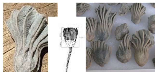 <p>an extinct genus of crinoids from the Paleozoic era, known for its unique, cup-shaped body and ability to filter feed in ancient marine environments (sea-lily).</p>