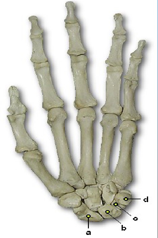 <p>What is A pointing to</p>