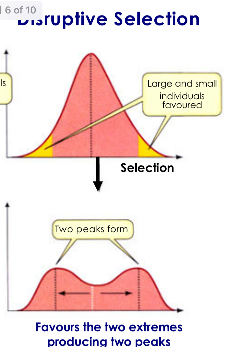 <p>Natural selection that favors both extremes over intermediate phenotypes</p>