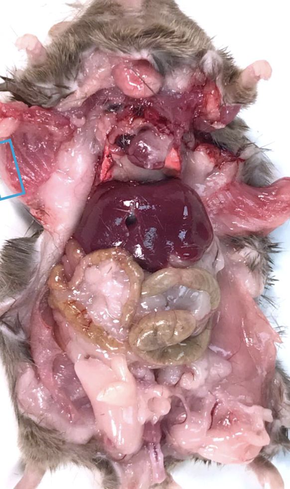 <p>What is this?</p>