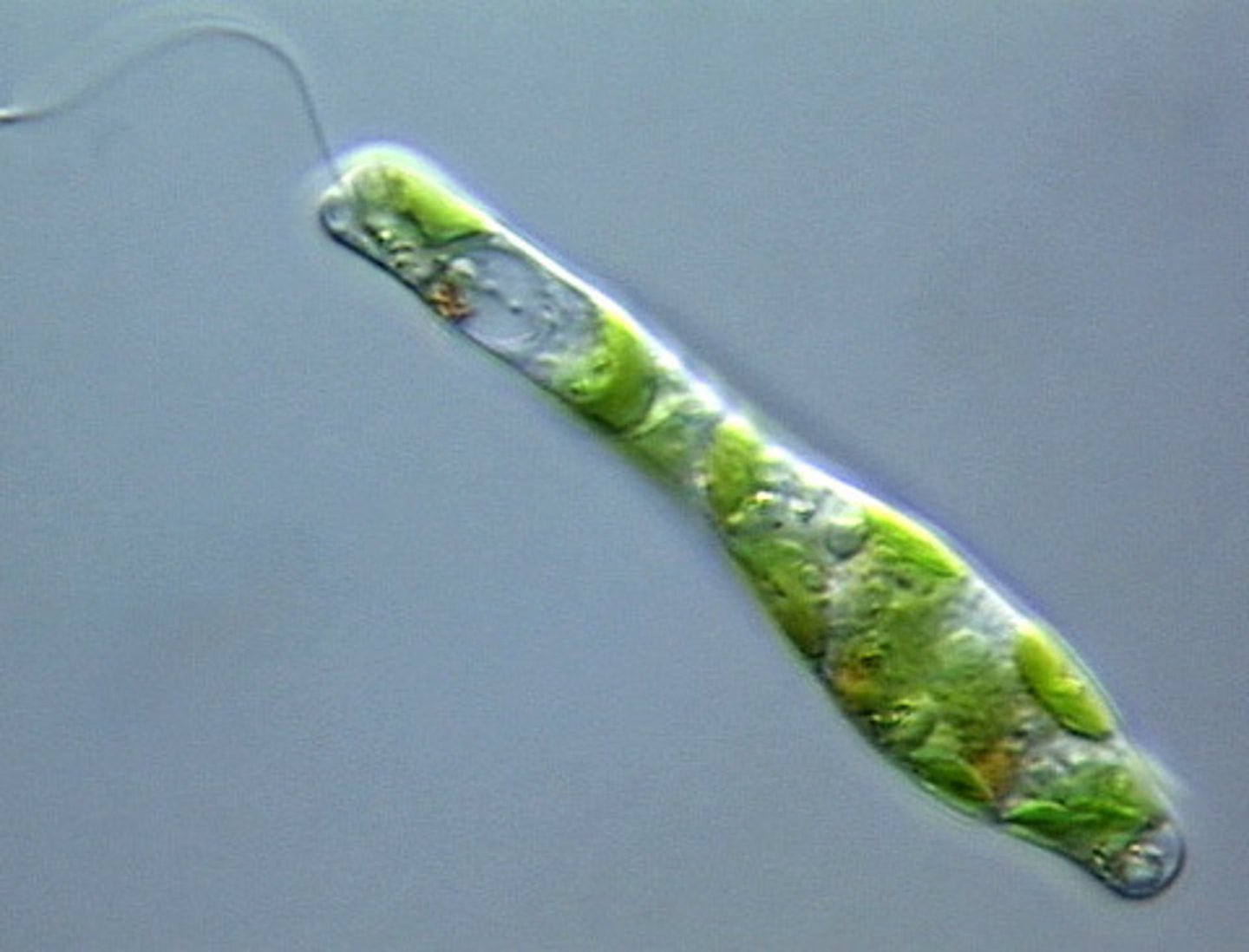 <p>protist, Eukaryotic, long flagella</p>