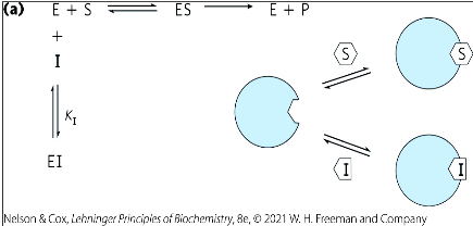 <p>competes with the substrate for the active site of an enzyme</p>
