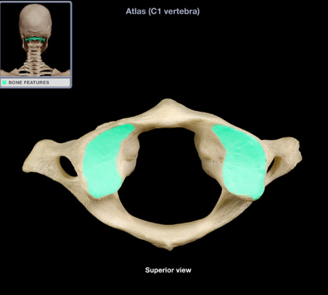 <ul><li><p>Location: Atlas (C1 vertebra), Superior aspect of lateral mass</p></li></ul><ul><li><p>Description: Superior-facing, smooth concavity, Receives corresponding occipital condyle of occipital bone</p></li></ul><ul><li><p>Function: Part of atlanto-occipital joint</p></li><li><p>Comment: Adapted for "nodding" movements of head</p></li></ul><p></p>