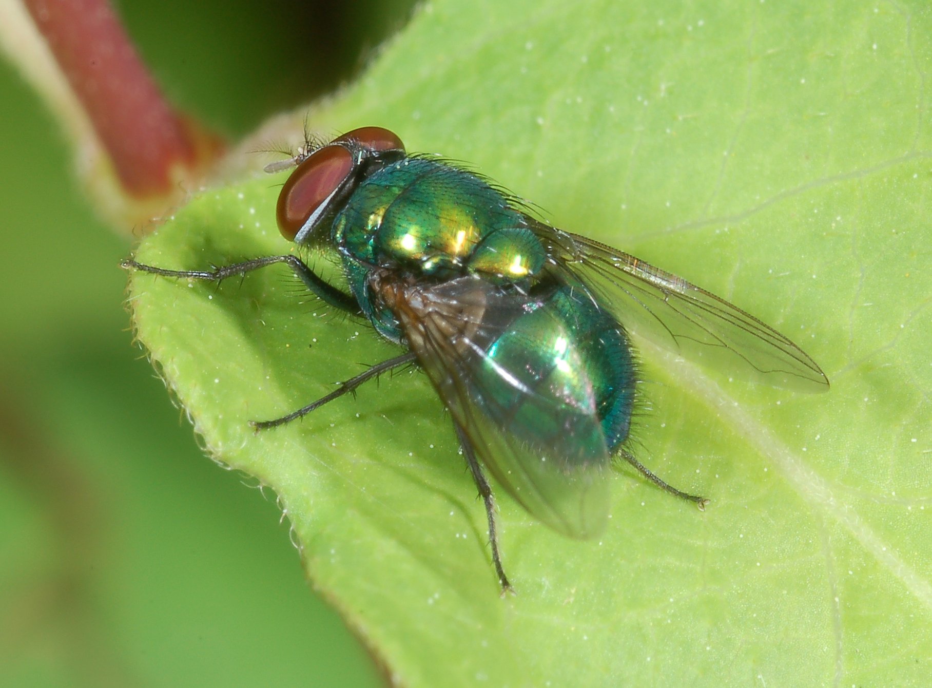 <ol><li><p>Metallic body color</p></li><li><p>Arista of antenna mostly plumose</p></li><li><p>Postscutellum absent</p></li><li><p>Calypters large and distinct</p></li></ol><p></p>