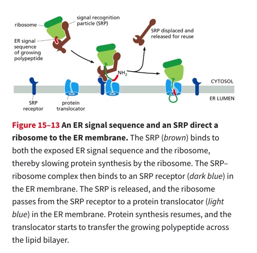 <ol><li><p><strong>Signal Recognition particle (SRP)</strong></p></li></ol><ul><li><p>cytosol</p></li><li><p>binds to both the ribosome and the ER signal sequence as it emerges from the ribosome</p></li></ul><ol start="2"><li><p><strong>SRP receptor</strong></p></li></ol><p> embedded in the ER membrane recognizes SRP</p><p><strong>Process </strong></p><p><strong>Secreted proteins contain a signal sequence at their amino terminus (8 or more hydrophobic amino acid sequences)</strong></p><ol><li><p>the SPR binds to a ribosome that has a ER signal sequence (this slows protein synthesis)</p></li><li><p>SPR is then bound to the SPR receptor — Once bound SPR is released & the receptor passes the ribosome to a protein translocator in the ER membrane + protein synthesis recommences </p></li><li><p>polypeptide is threaded across the ER membrane through a channel in the translocator</p></li></ol><p>SPR relocated the ribosome, mRNA, and protein to the ER to continue translation across the ER membrane </p><p>The SRP and SRP receptor function as molecular matchmakers: they bring together ribosomes that are making proteins that have the ER signal sequence with protein translocators w/ in the ER membrane </p><p></p>