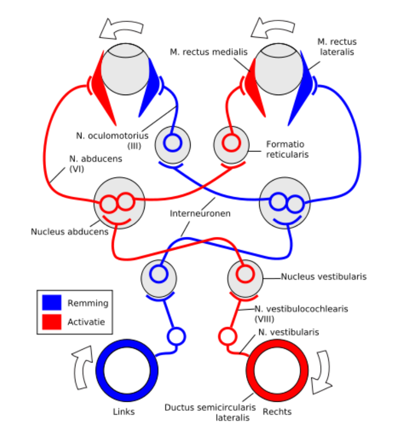 <p>Stabiele blik via compenserende oogbewegingen (vestibulo-oculaire reflex + optokinetische reflex) = blikstabilisatie</p>