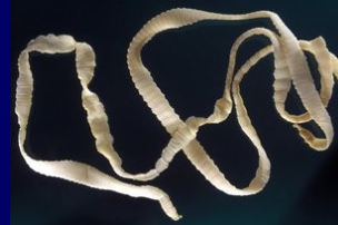 <ul><li><p>Flat, bilateral symmetry</p></li><li><p>Hermaphroditic</p></li><li><p>Ribbon-like, segmented body</p></li><li><p>Anterior scolex (attachment)</p></li><li><p>No digestive tract</p></li></ul><p></p>