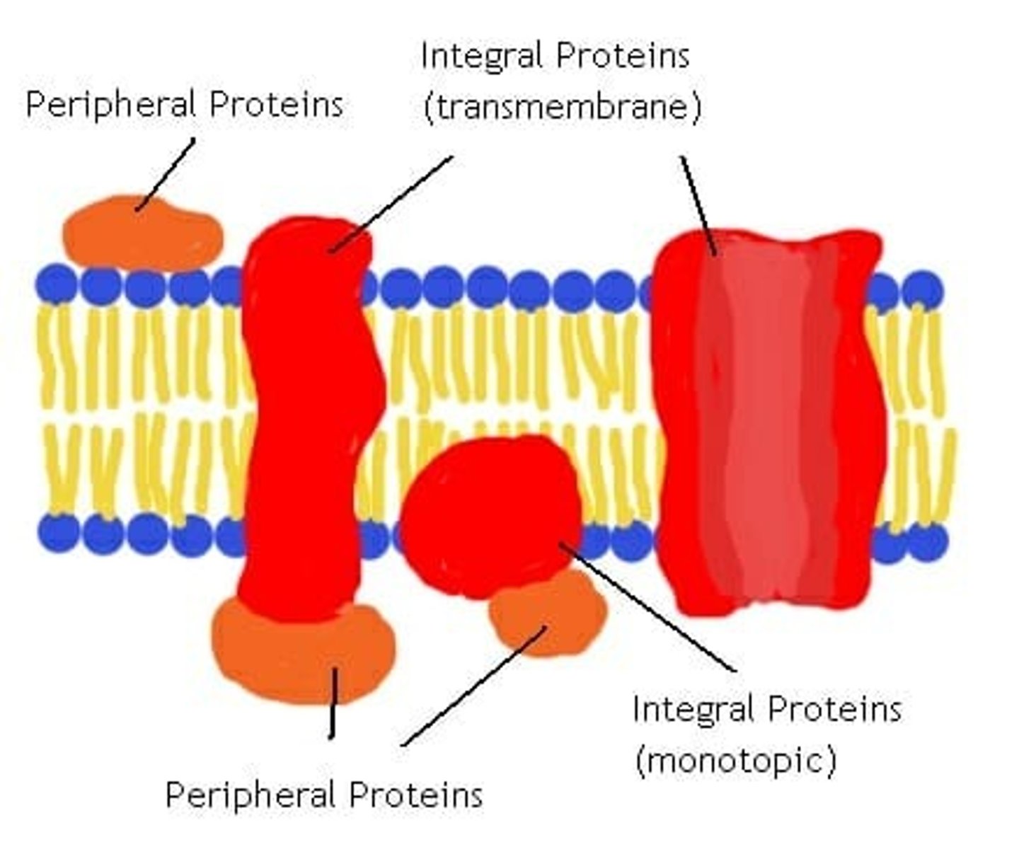 <p>-electrostatically and hydrogen bound to head groups of lipids or exposed portions of integral proteins</p><p>-may be on cytoplasmic or extracellular side of membrane</p><p>-hydrophilic exterior and hydrophobic core interact with fluid</p>