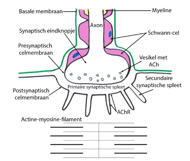 <p>→ voorbeeld van neuro-effectorsynaps</p><ul><li><p>axon valt uit in veel telodendria → 1 zenuwvezel kan meerdere dwarsgestreepte spiervezels bezenuwen</p></li><li><p>telodendrion/ terminale takje: presynaptisch eindknopje</p><ul><li><p>ongemyeliniseerd, MAAR: wel bedekt met Schwann-cellen + bovenop Schwann-celcytoplasma</p></li><li><p>bevat vesikels met neurotransmitter acetylcholine</p></li></ul></li></ul><ul><li><p>thv synaps:</p><ul><li><p>basale membraan van Schwann-cel gaat over in basale membraan van dwarsgestreepte spiervezel</p></li><li><p>eindknopje ligt in inham van dwarsgestreepte spiervezel</p></li><li><p>nauwe synaptische spleet (primaire synaptische spleet)</p><ul><li><p>tussen eindknopje &amp; celmembraan van dwarsgestreepte spiervezel (sarcolemma)</p></li></ul></li><li><p>secundaire synaptische spleten:</p><ul><li><p>sarcolemma van dwarsgestreepte spiervezel: maakt thv synaps diepe instulpingen in cytoplasma</p></li><li><p>zorgt voor vergroting van oppervlak van postsynaptische celmembraan → aantal acetylcholinereceptoren kan sterk toenemen</p></li></ul></li></ul></li><li><p>binding van acetylcholine met acetylcholine-receptor (nicotine-receptor): influx van Na+ → depolarisatie van sarcolemma → vrijstelling van Ca uit sarcoplasmatisch reticulum → Ca zorgt voor inschuiven van actinefilamenten in myosinefilamenten</p></li><li><p>acetylcholine afgebroken door extracellulaire enzym acetylcholine-esterase</p><ul><li><p>zorgt dat synaptische overgang stopt</p></li></ul></li><li><p>axon van 1 motorneuron: kan synaps vormen met enkele tot meer dan duizend spiervezels</p><ul><li><p>een groep van spiervezels, bezenuwd door 1 zenuwvezel = motorische eenheid (motor unit)</p></li></ul></li></ul><p></p>