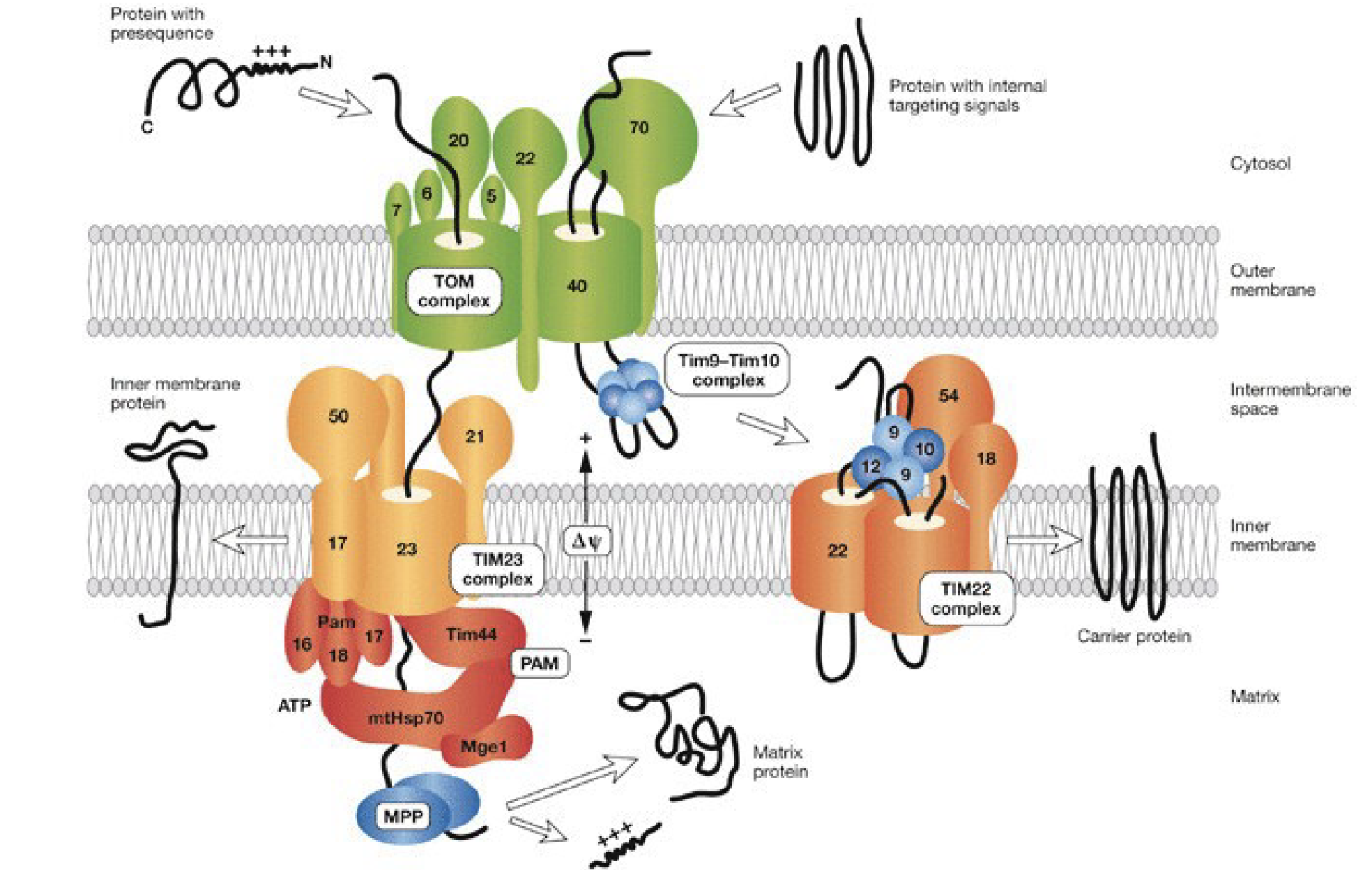.Some proteins in chloroplasts and mitochondria are made by ribosomes in the cytoplasm (not bound to the ER) and imported into the organelle. \n .These proteins have signal sequences (usually at the N-terminus but sometimes internal) that target them to translocases in the organelle membrane.

.Mitochondrial proteins are imported across the outer membrane by the TOM complex and across the inner membrane by TIM complexes.

.Some chloroplast proteins are imported across two membranes by the TOC-TIC complex.