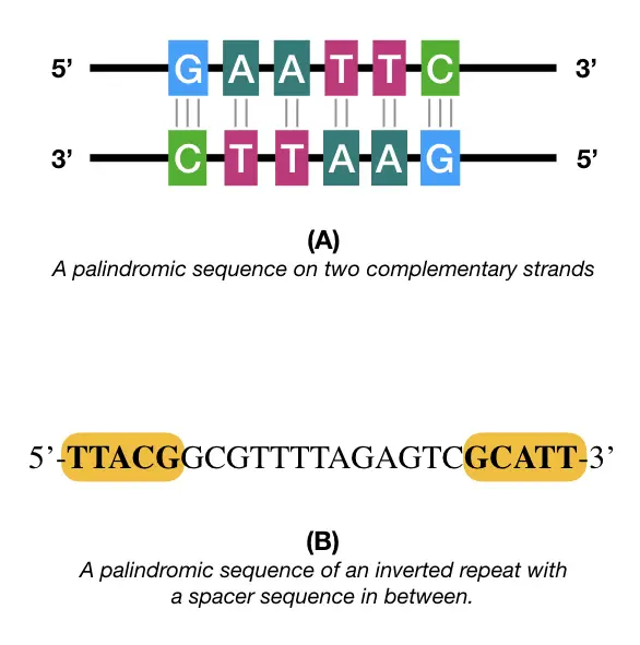 <p>Nucleic acid sequence that reads the same direction in both directions </p>