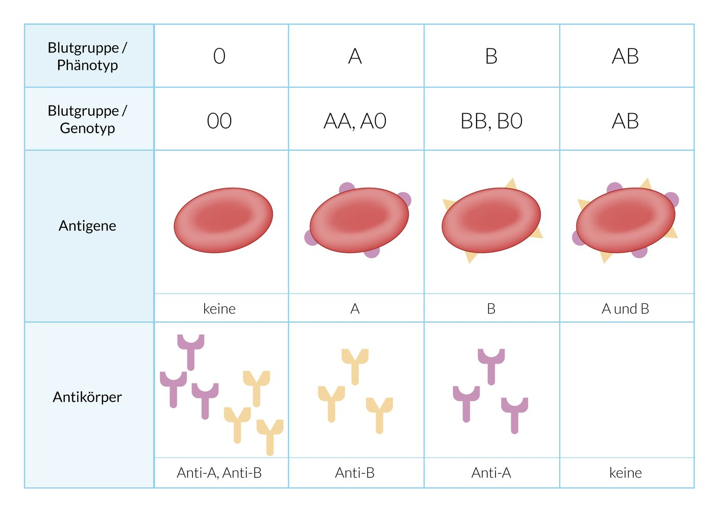 <p>D. The patient has blood group B.</p>