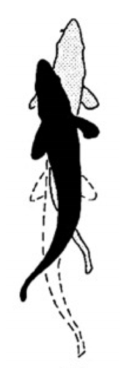 <p>propulsion comes from undulation of the entire body, but the tail moves more than the head</p><p>-Force: posterior portion of body (2/3 to 1/2)</p><p>-Form: Undulation</p>
