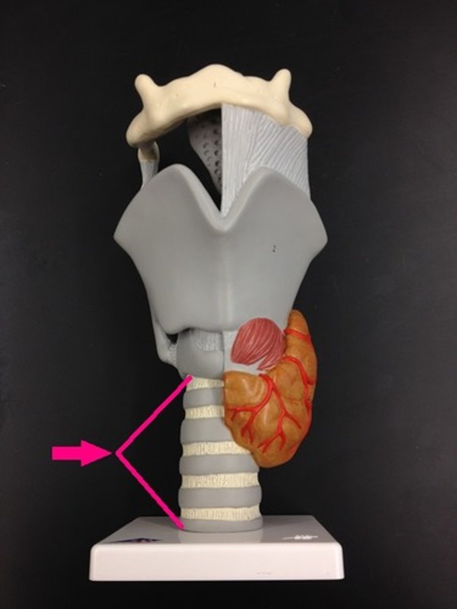 <p>Rings of Hyaline cartilage on the trachea</p><p>- Keeps the trachea open for air flow despite pressure changes</p>