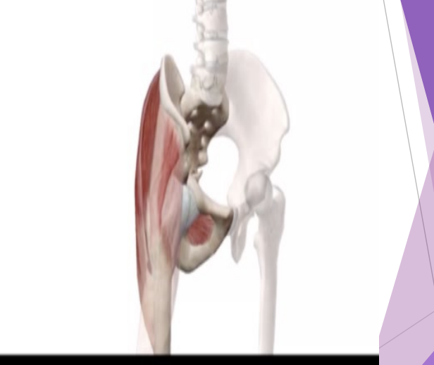 <p>Hip/Thigh Abductors</p>