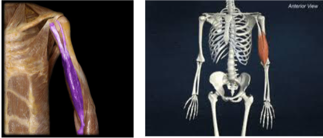 <p></p><p>Action: Elbow flexion; Forearm Supination</p>