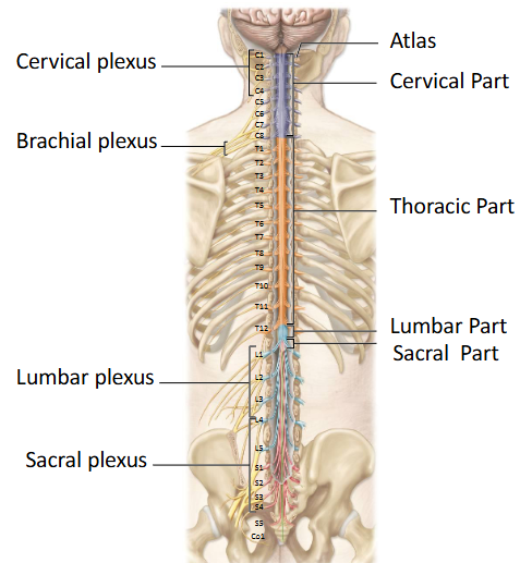 <p><span><br><br>• 1 Coccygeal (Co) </span></p>