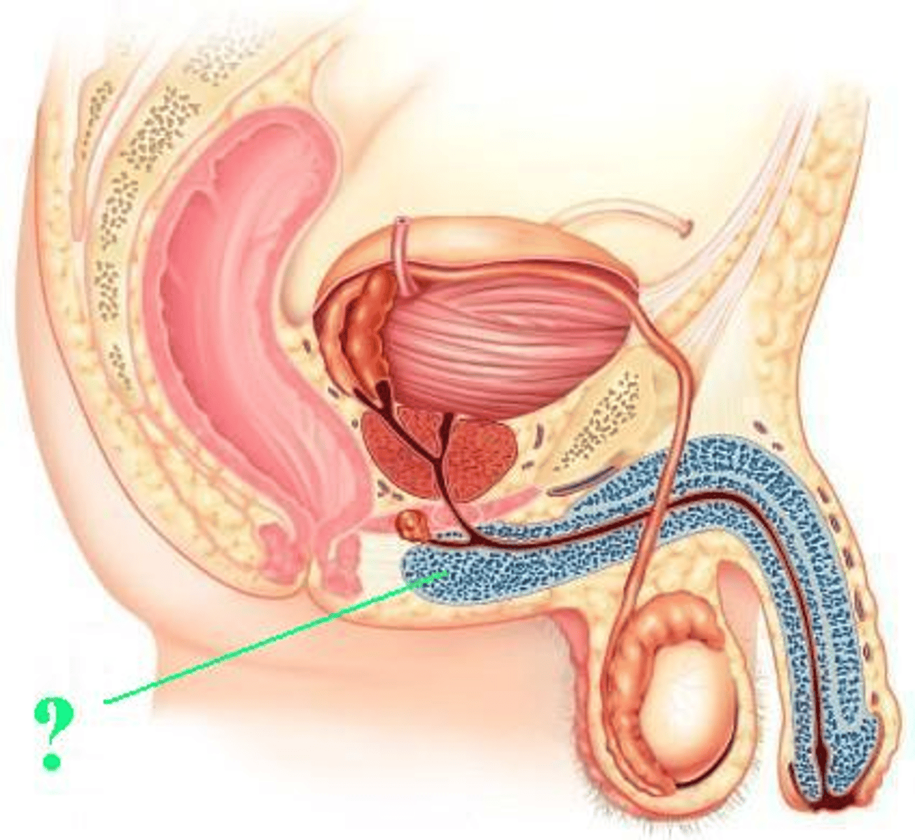<p>Identify the indicated structure.</p>