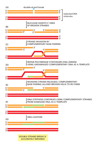 <p>Herstelt <strong>breuken in beide strengen</strong> van het DNA.</p><p><strong>Non-Homologous End Joining (NHEJ)</strong></p><ul><li><p>Snel, noodreparatie; breuken direct aan elkaar gelijmd</p></li><li><p>Risico op verlies van nucleotiden → mutaties mogelijk</p></li><li><p>Vooral in niet-delende cellen of G1-fase</p></li></ul><p><strong>Homologous Recombination (HR)</strong></p><ul><li><p>Foutloos herstel met <strong>zusterchromatide als sjabloon</strong></p></li><li><p>Alleen tijdens S- en G2-fase</p></li><li><p>Herstel van de juiste sequentie met gespecialiseerde enzymen</p></li></ul><p></p>