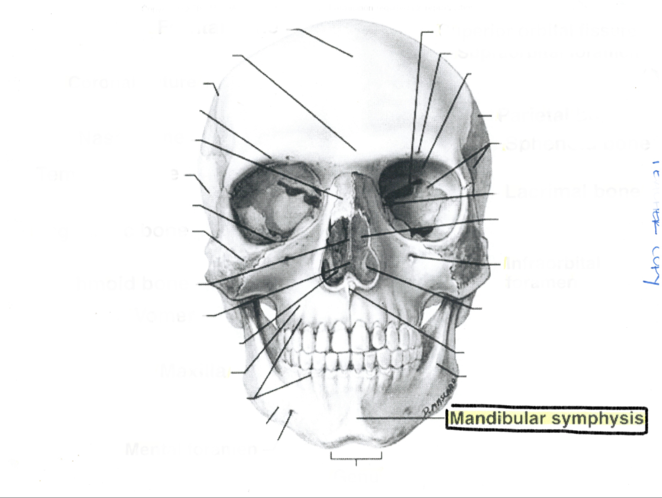 <p>Mandibular symphysis</p>