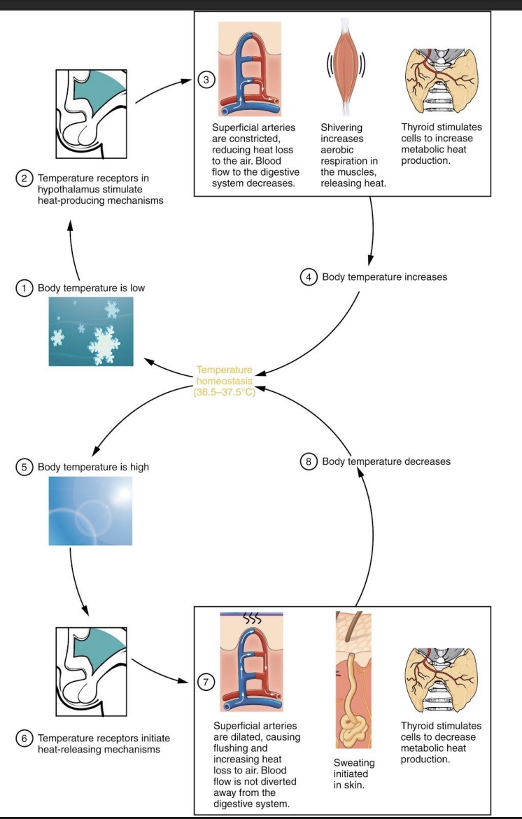 <p>*note: thyroid more long term effect (ex: if move from warm to cold climate)</p>