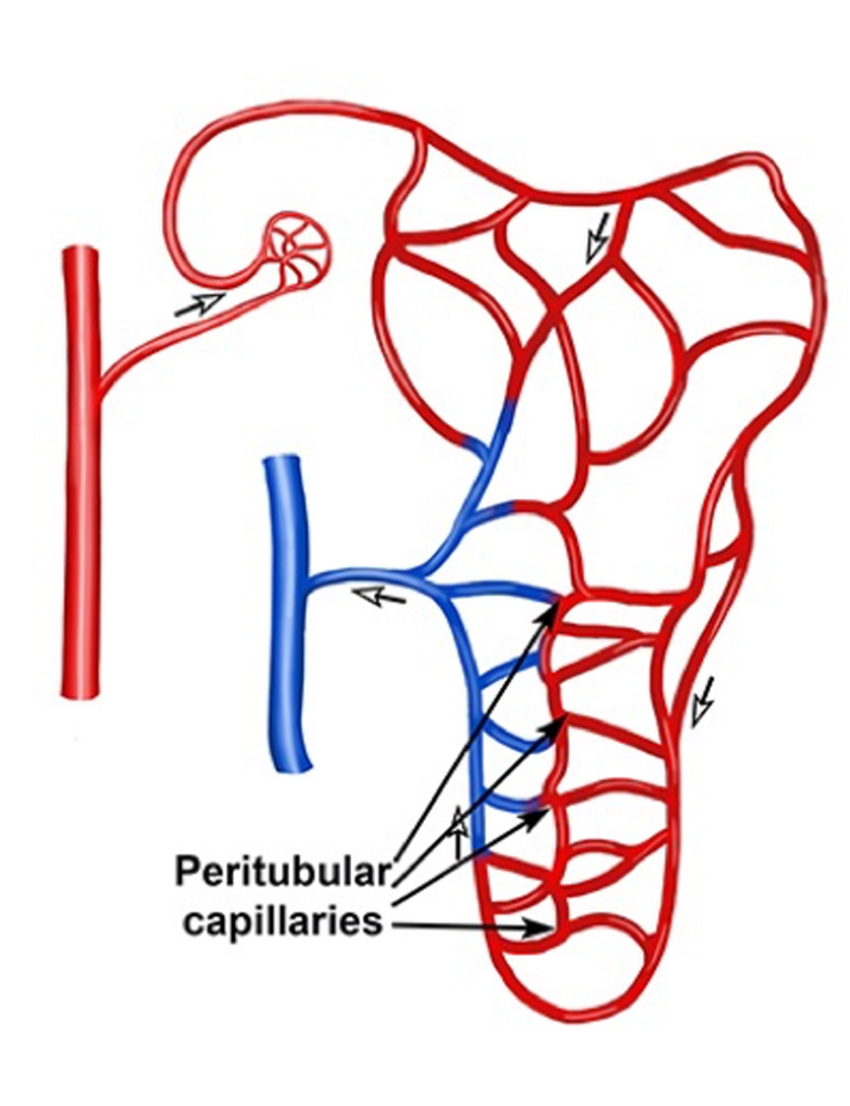 <p><span>•These blood vessels cling closely to the renal tubules.</span></p><p><span>•Empty into nearly venules.</span></p><p><span>•They have a thin wall and a large surface area.</span></p><p><span>•As they arise from the efferent arterioles, which have high resistance to blood flow, they have low blood pressure.</span></p><p><span>•They help filter waste out of the blood, which leaves the body via urine.</span></p>