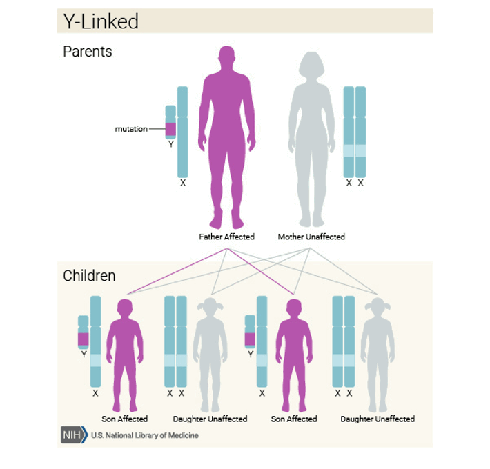 <ul><li><p>affected males only</p></li><li><p>Affected males transmit to all their sons</p></li><li><p>Because there are so few genes on Y, only a few speculative cases have reported this</p></li><li><p>Some mutations cause infertility = no inheritance</p></li><li><p>Affected males ONLY have affected sons</p></li></ul><p></p>