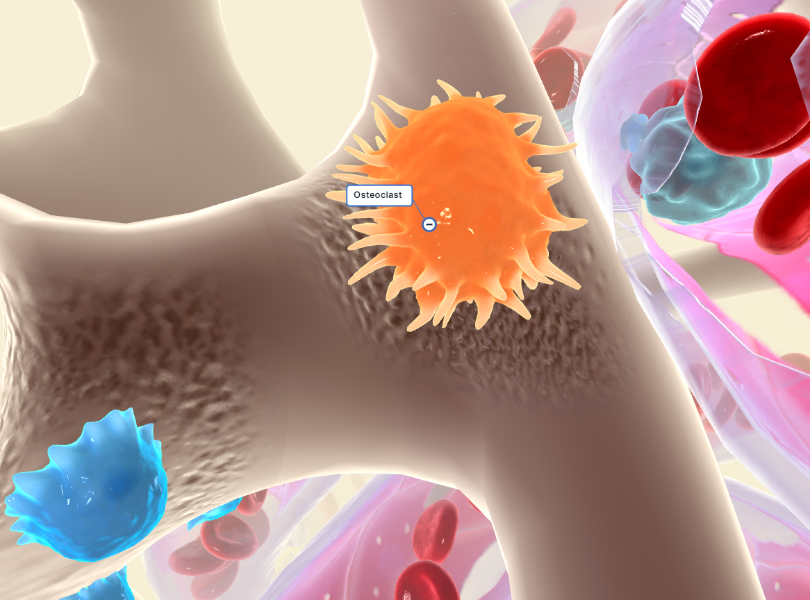 Any of the large multinucleate cells closely associated with areas of bone resorption (as in a fracture that is healing).

\
Function: Osteoclasts are bone-resorbing cells responsible for breaking down and remodeling bone tissue. They help regulate calcium and phosphate levels in the body by resorbing old or damaged bone, making space for new bone formation, and maintaining bone health through a dynamic process called bone remodeling.   