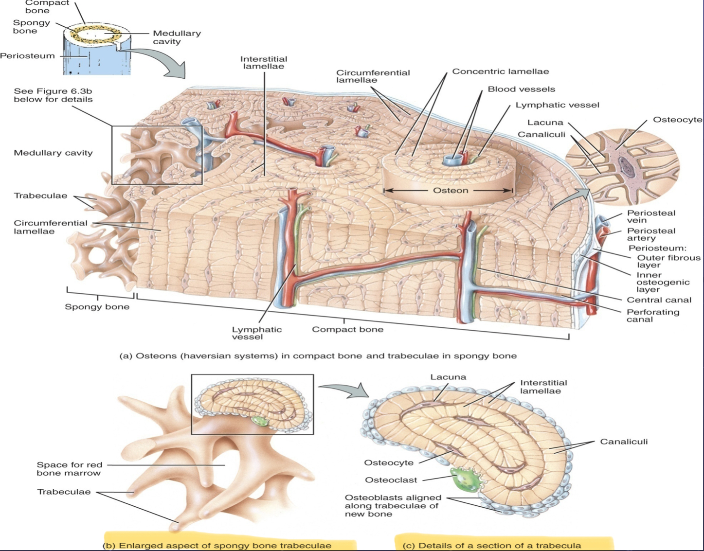<p>Parts of Songy Bone <mark data-color="blue" style="background-color: blue; color: inherit;">(Trabeculae and red bone marrow)</mark></p><p></p>