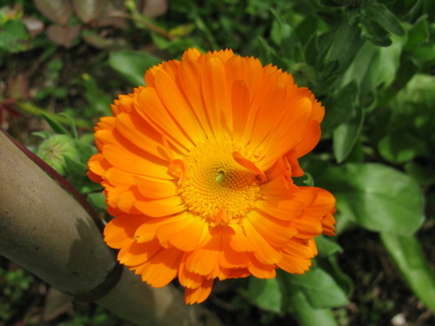 <p>orange</p>