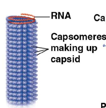 <p>capsomeres</p>