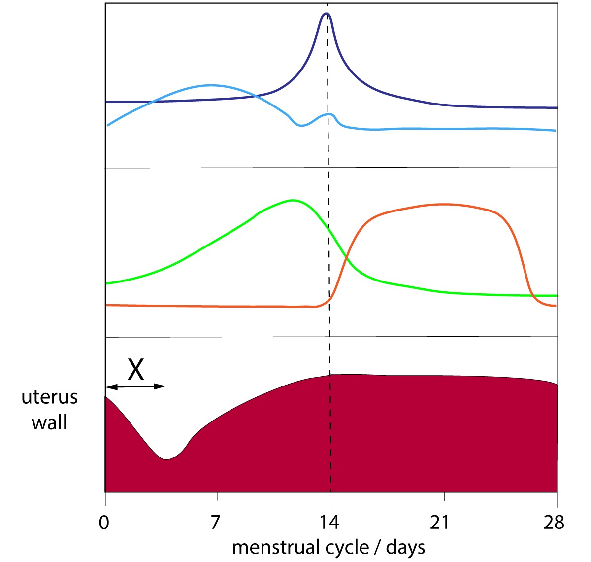 <p>Hormones during the menstrual cycle</p>