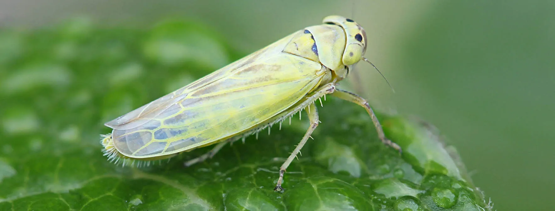 <p>cicadellidae</p>