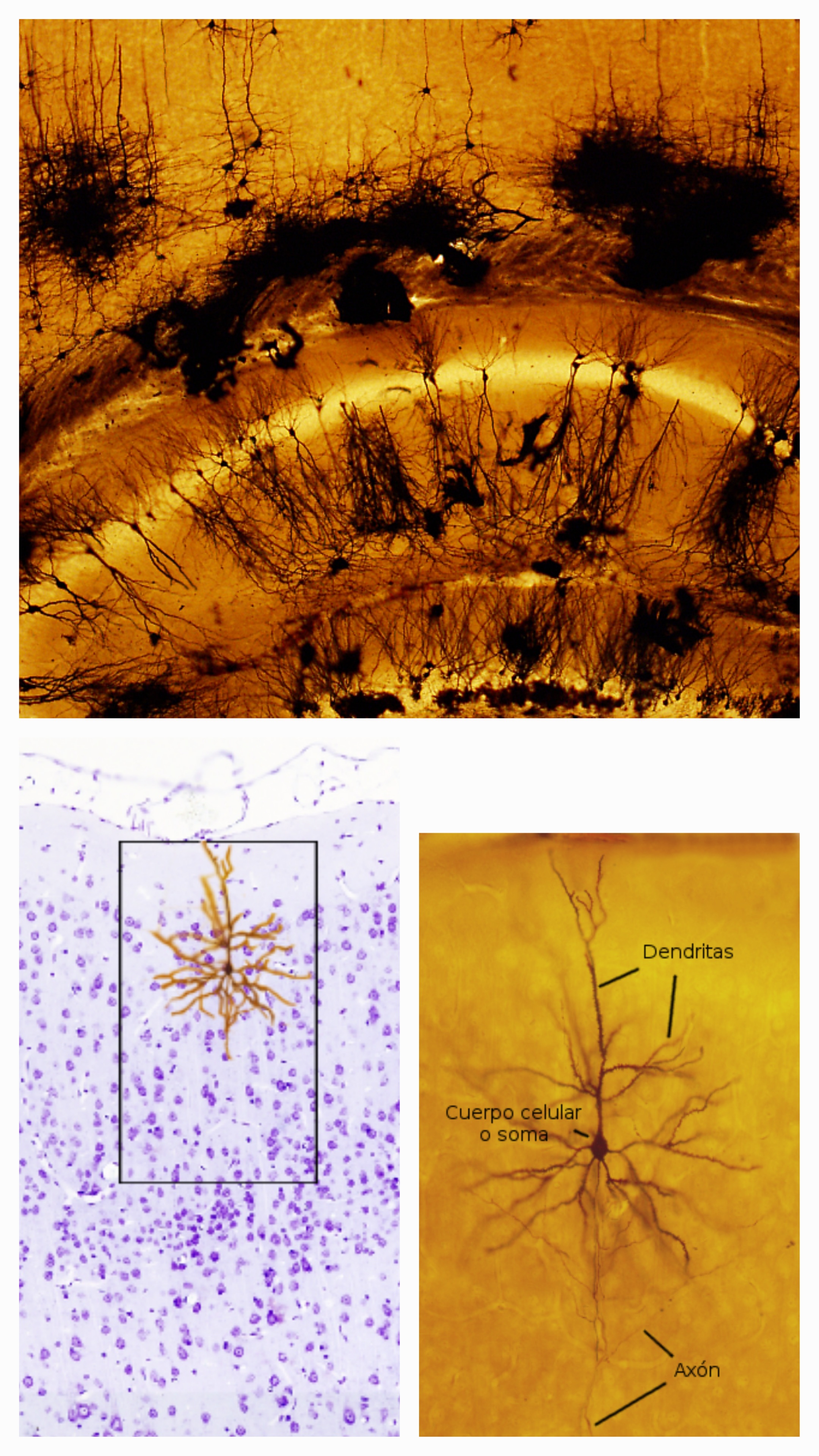 <p>Que tipo de celula es?</p>