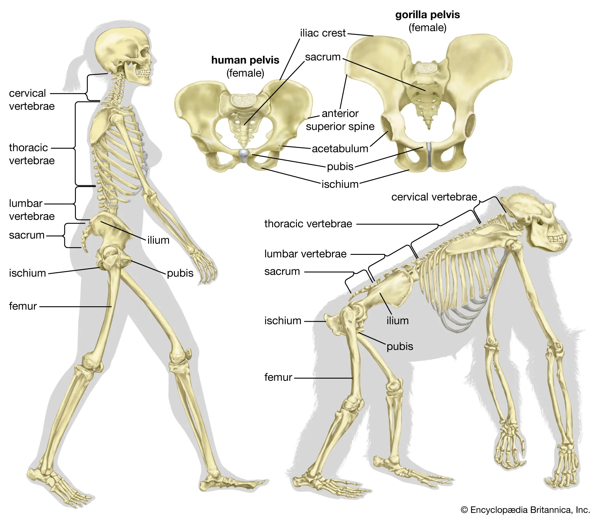 <p>-short, flat, bowl shaped pelvis -S-shaped vertebral column -femurs come in at angle -nondivergent toes</p>