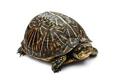 <p>Turtle</p>