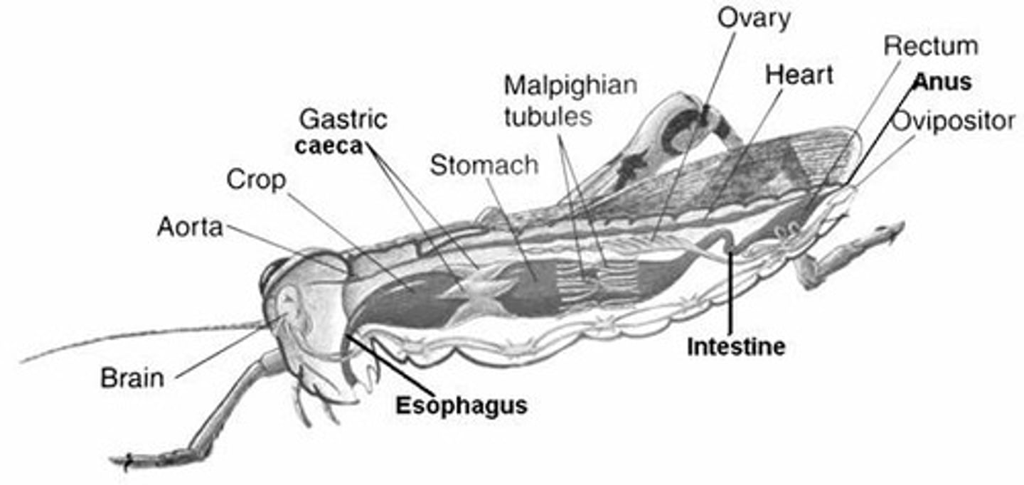 <p>Blind-ended pouches in midgut that secrete digestive enzymes and increase surface area.</p>