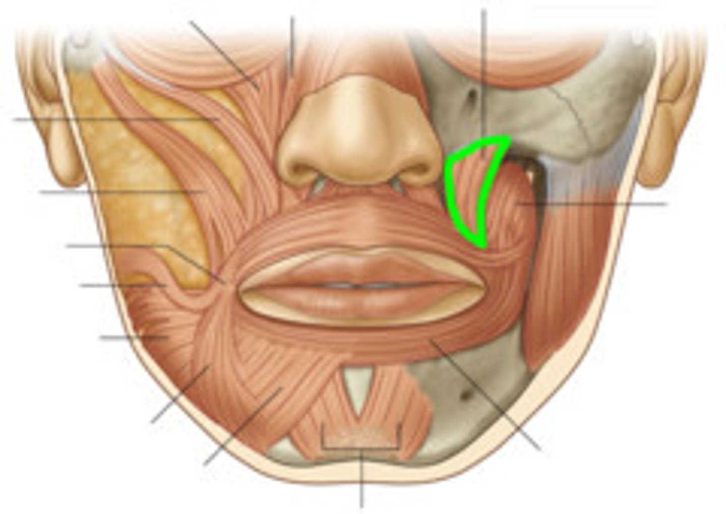 <p>elevates angle of mouth</p><p>EMOTION: smiling</p><p>N: facial nerve</p>