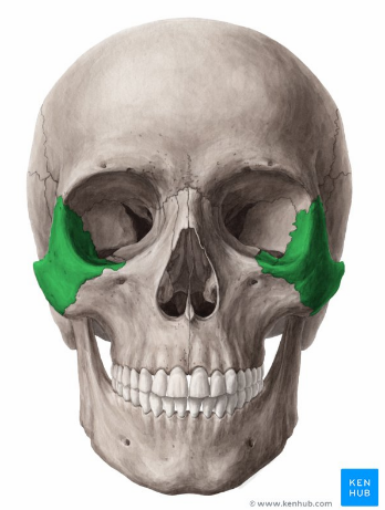 <p>Angles of cheekbones and part of each lateral orbital wall</p>