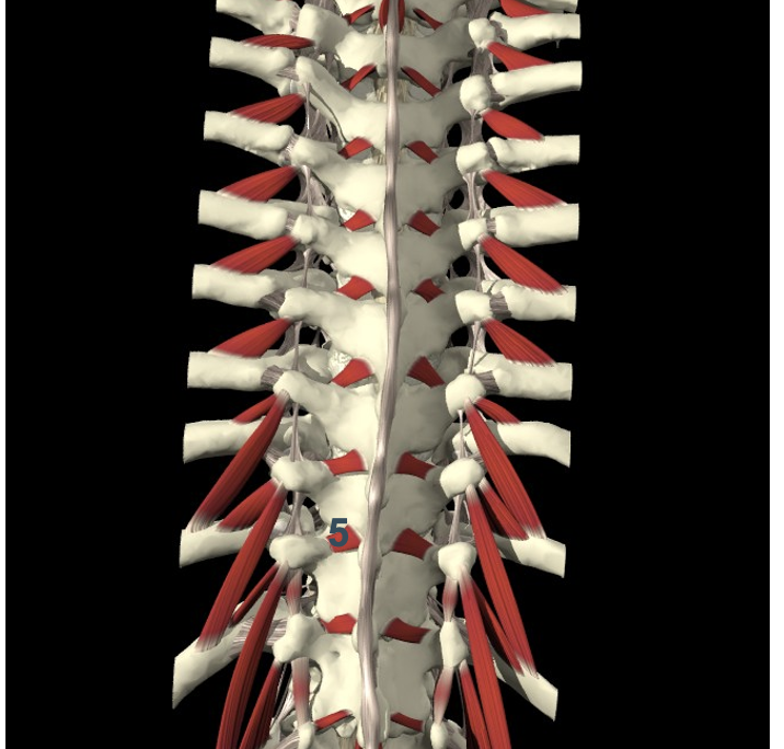<p><span><em>M. rotatores</em></span></p><ul><li><p><strong>VAN</strong> <span>proc. transversus vd cervicale en thoracale wervels</span> <strong>NAAR </strong>p<span>basis vd proc. spinosus van de bovenliggende wervel (1 niveau hoger)</span></p></li></ul><ul><li><p>rr. dorsales nn. spinales</p></li><li><p><strong>Rotatie </strong>(wervels draaien rond overlangse as)</p></li></ul><p></p>