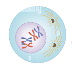 <p>Prophase I</p>