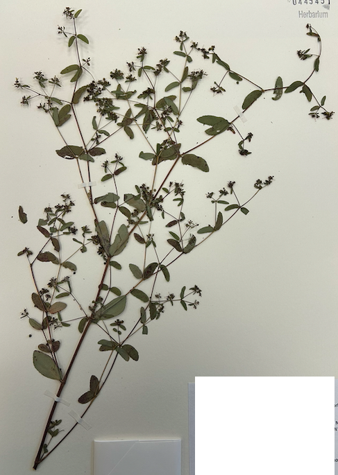 <p>Family? Genus?</p>