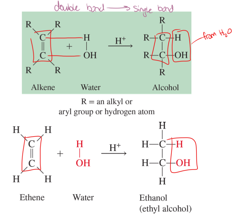 <p>the addition of a water molecule to an unsaturated bond</p>