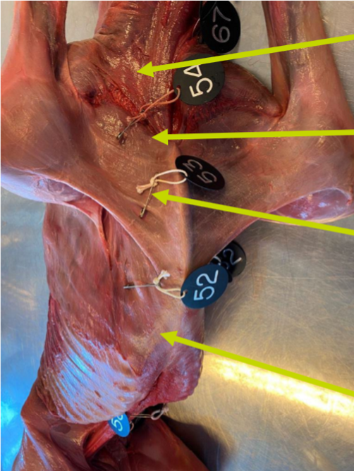 <p>Övre pilen, O, I, endast häst</p>