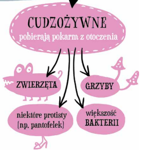 <p>Organizmy cudzożywne</p>