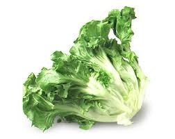 has a very shallow, white base. It has broad, yellow-green leaves with a yellow center. The leaves are layered.
(Larger, broader leaves and smaller bases than chicory endives).
