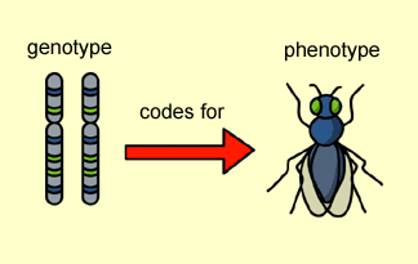 <p>an individual's observable traits, such as height, eye color, and blood type; "Physical" traits</p>