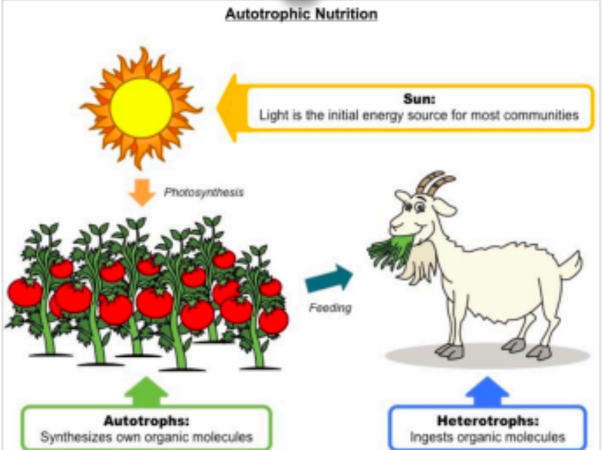 <ul><li><p>organism that make their own food</p></li><li><p><strong><span style="color: green">producers</span></strong></p></li><li><p>plants produce in presence of sunlight (<strong><span style="color: yellow">photosynthesis</span></strong>)</p></li><li><p>Plants can also use this food to<strong><span style="color: purple"> release energy for survival</span></strong> through cellular respiration (in the light or dark).</p></li></ul>