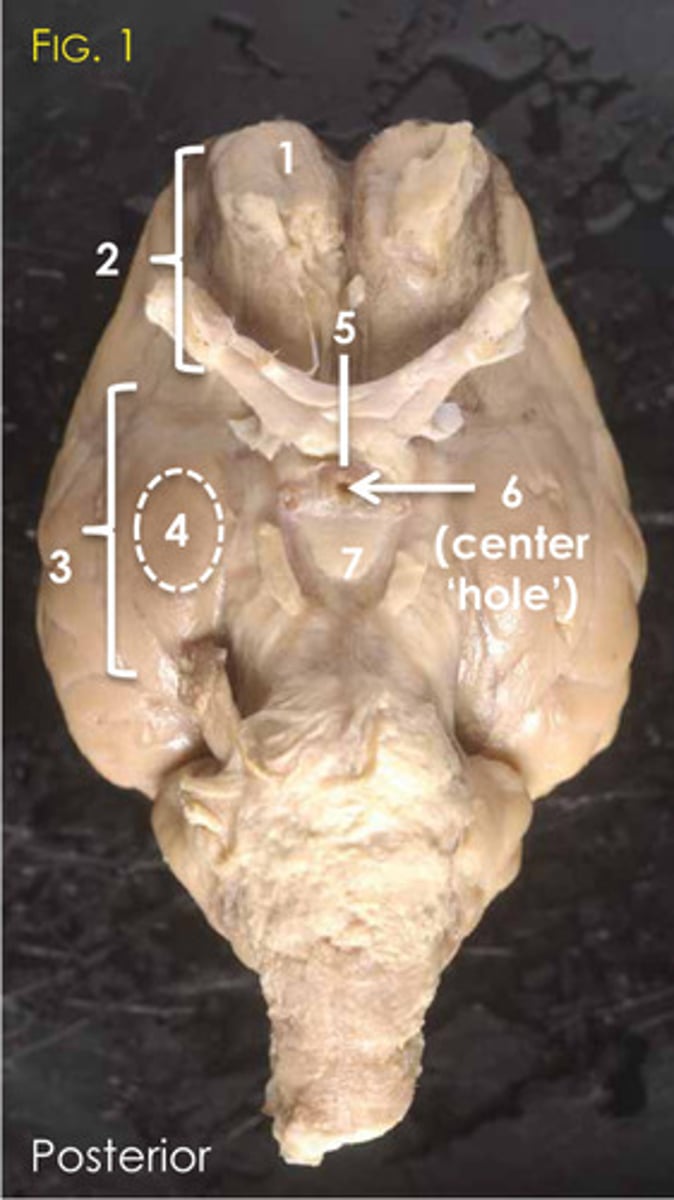 <p>4?</p>